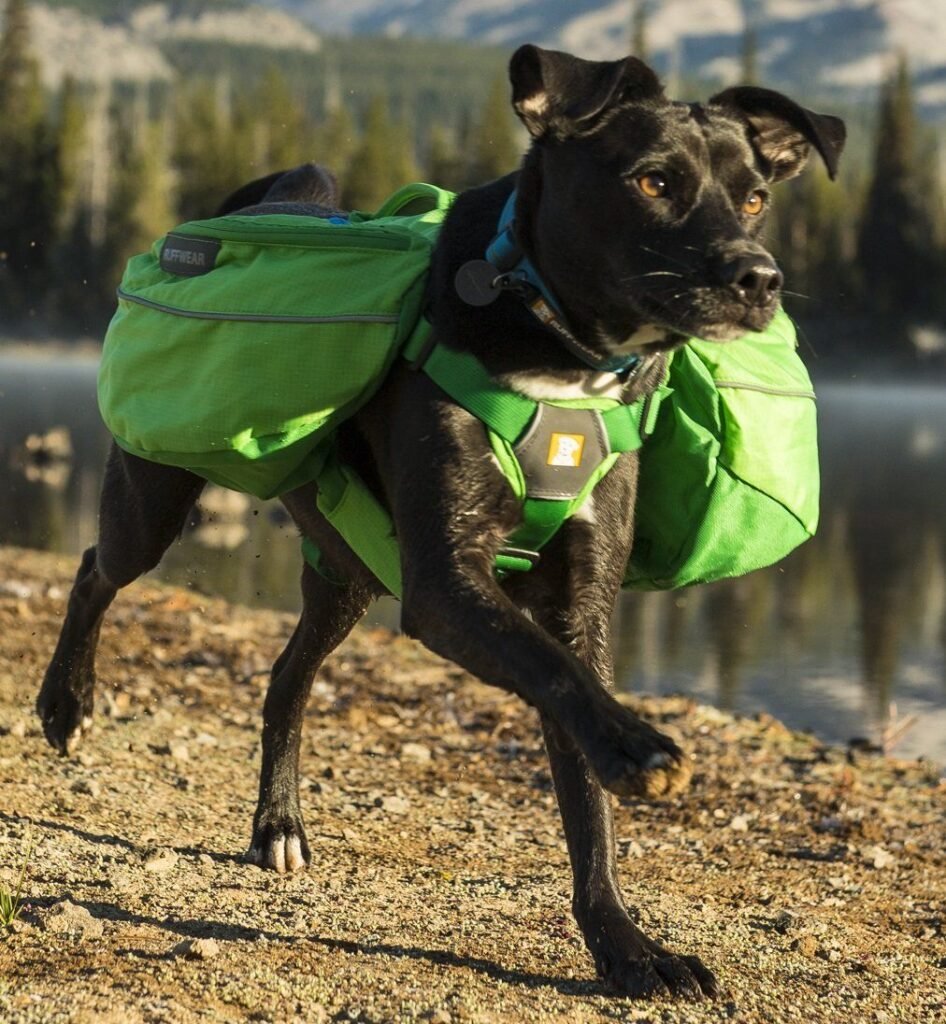Best Dog Backpack for Hiking 2026: 6 Picks