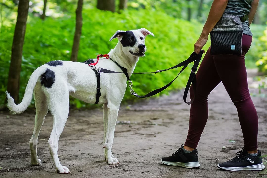 Blue-9 Balance dog harness