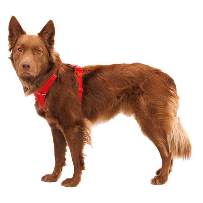 Ruffwear Front Range dog harness