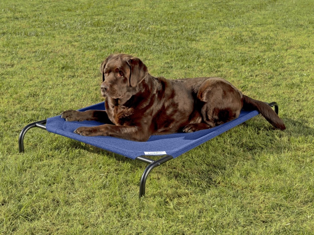 Coolaroo Original Elevated Dog Bed (Large, Aquatic Blue) — Best Color Option