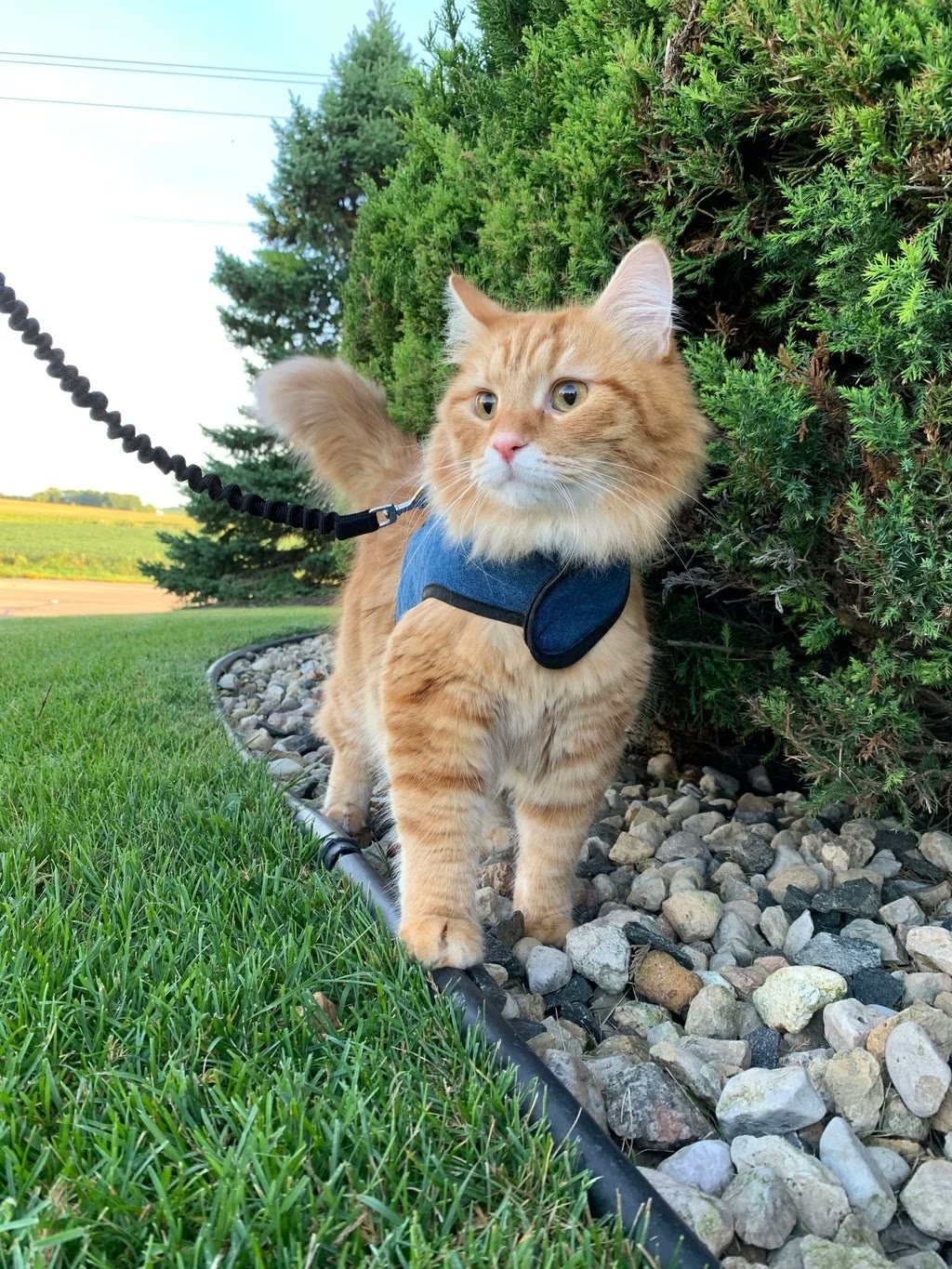 Kitty Holster (M/L)