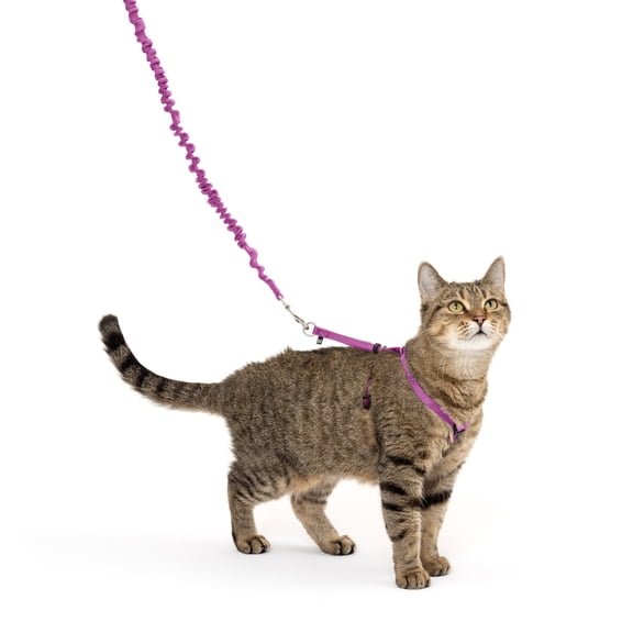 PetSafe Come With Me Kitty Harness and Bungee Leash, Small, Dusty Rose