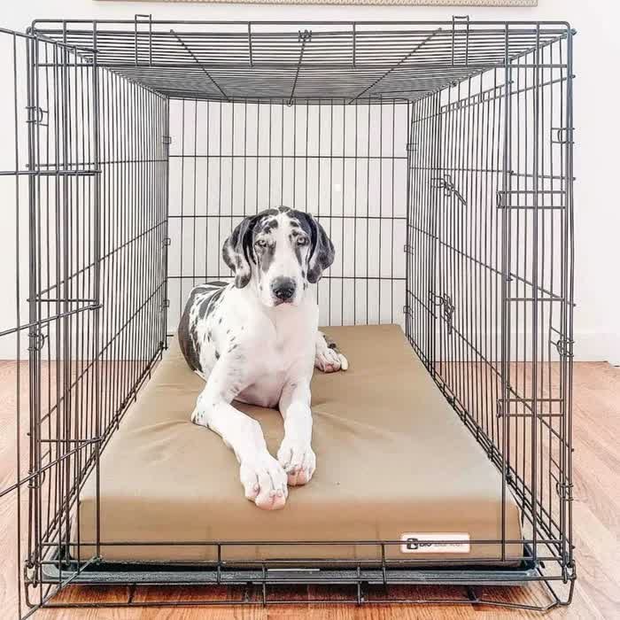 6. Big Barker Orthopedic 4″ Crate Pad — Best Comfort (Not Chew Proof)