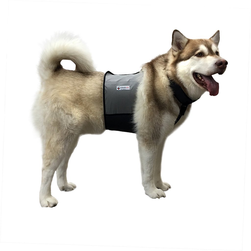 CoolerDog Cooling Vest (Medium) — Best corgi girth match
