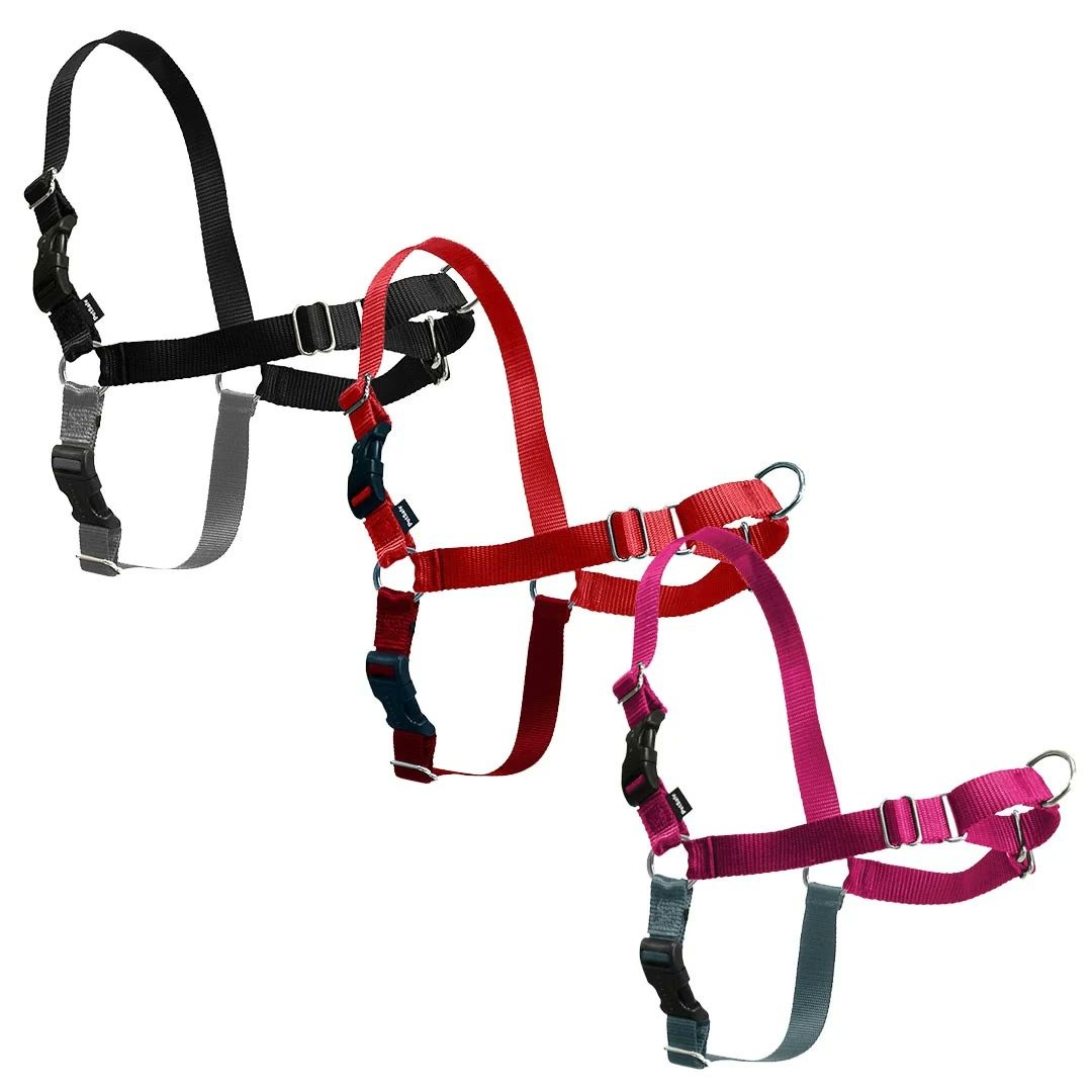 3. PetSafe Easy Walk Harness — Best Budget / Travel Pick