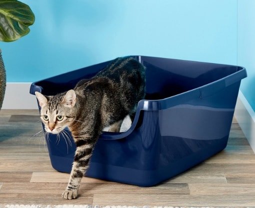 3. Frisco High Sided Litter Box (XL, 24-in) — Best Value