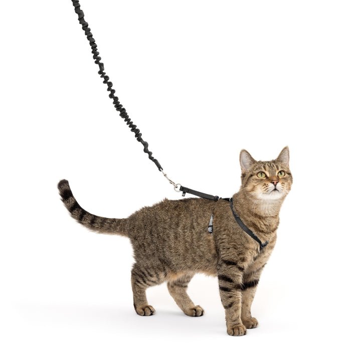 5. PetSafe Come With Me Kitty — Best Gentle Control