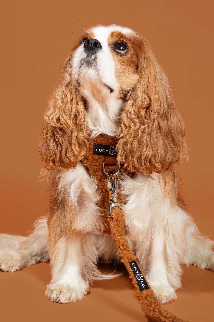 4. Lucy & Co. No-Pull Harness (Cinnamon Teddy) — Best Cozy / Fall Pick