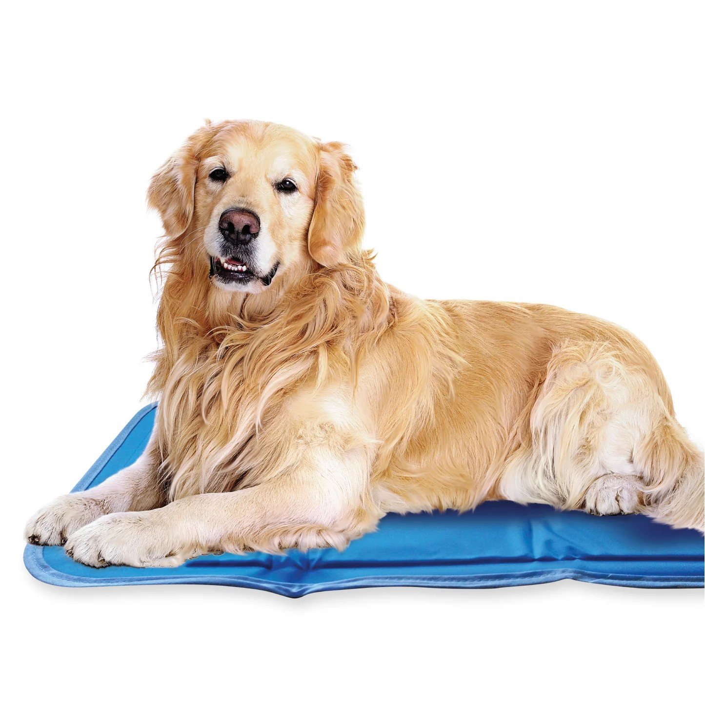 Golden retriever lying on The Green Pet Shop Cool Pet Pad blue cooling mat