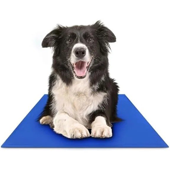 Border collie on The Green Pet Shop Chillz Gel Mat Large blue cooling pad