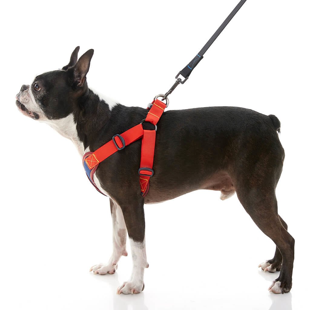 4. Gooby Comfort X Step-in — Best Choke-Free for Small Dogs