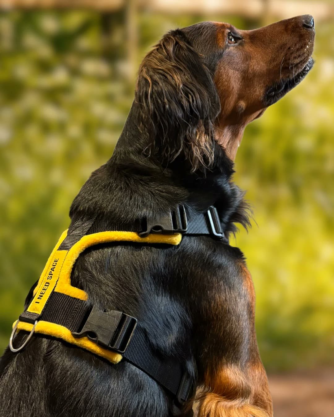 6. Perfect Fit Harness (UK) — Best Custom Fit